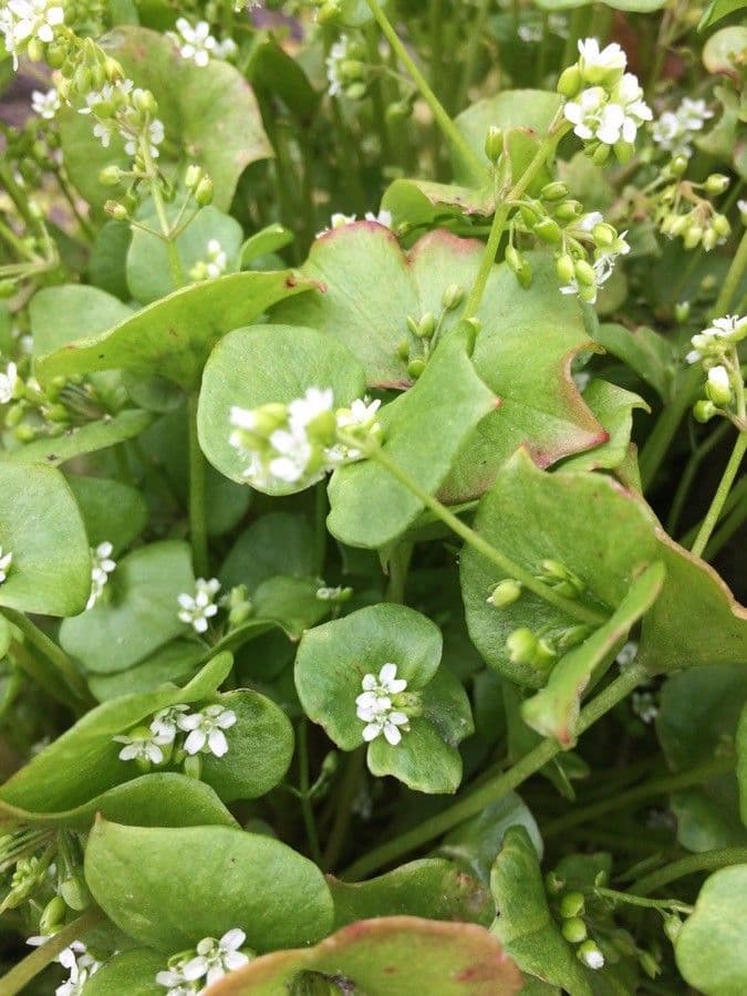 Claytonia parviflora 11