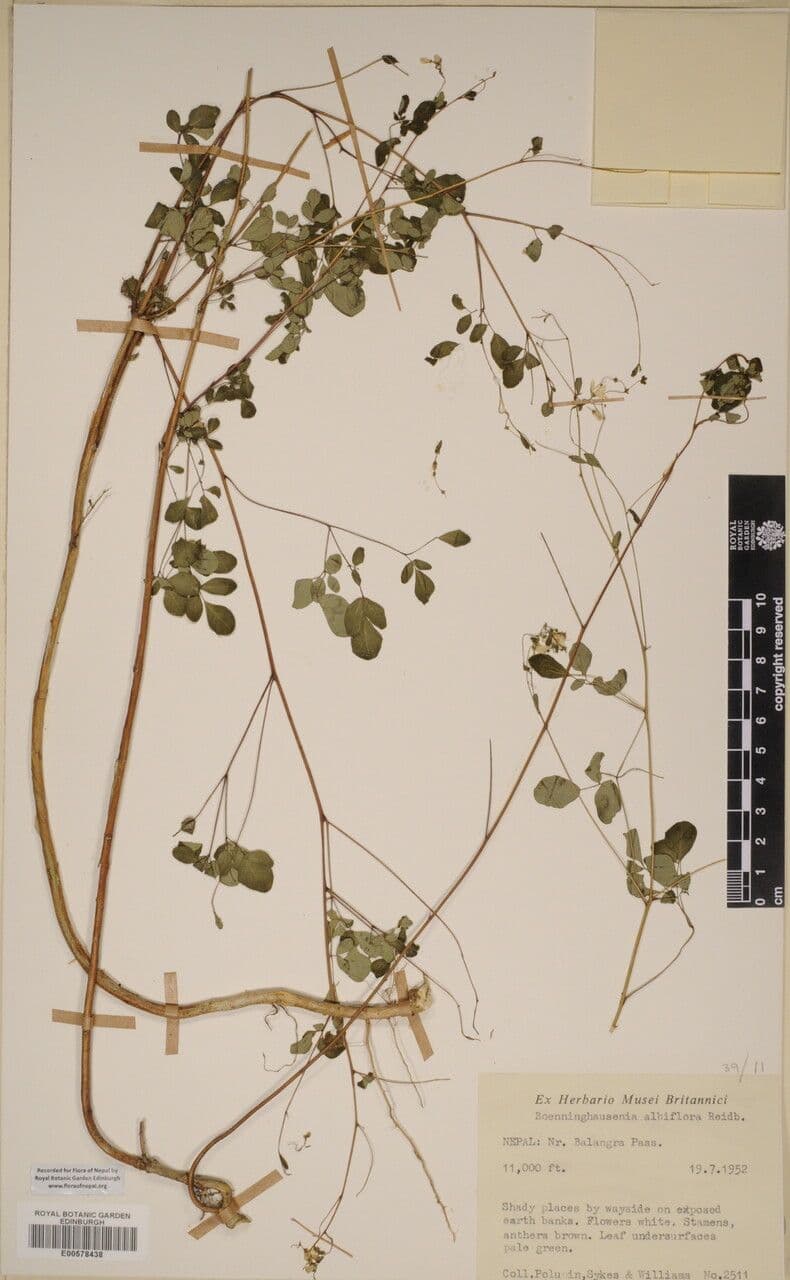 Boenninghausenia 7