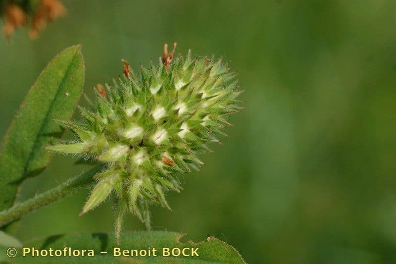 Trifoglio