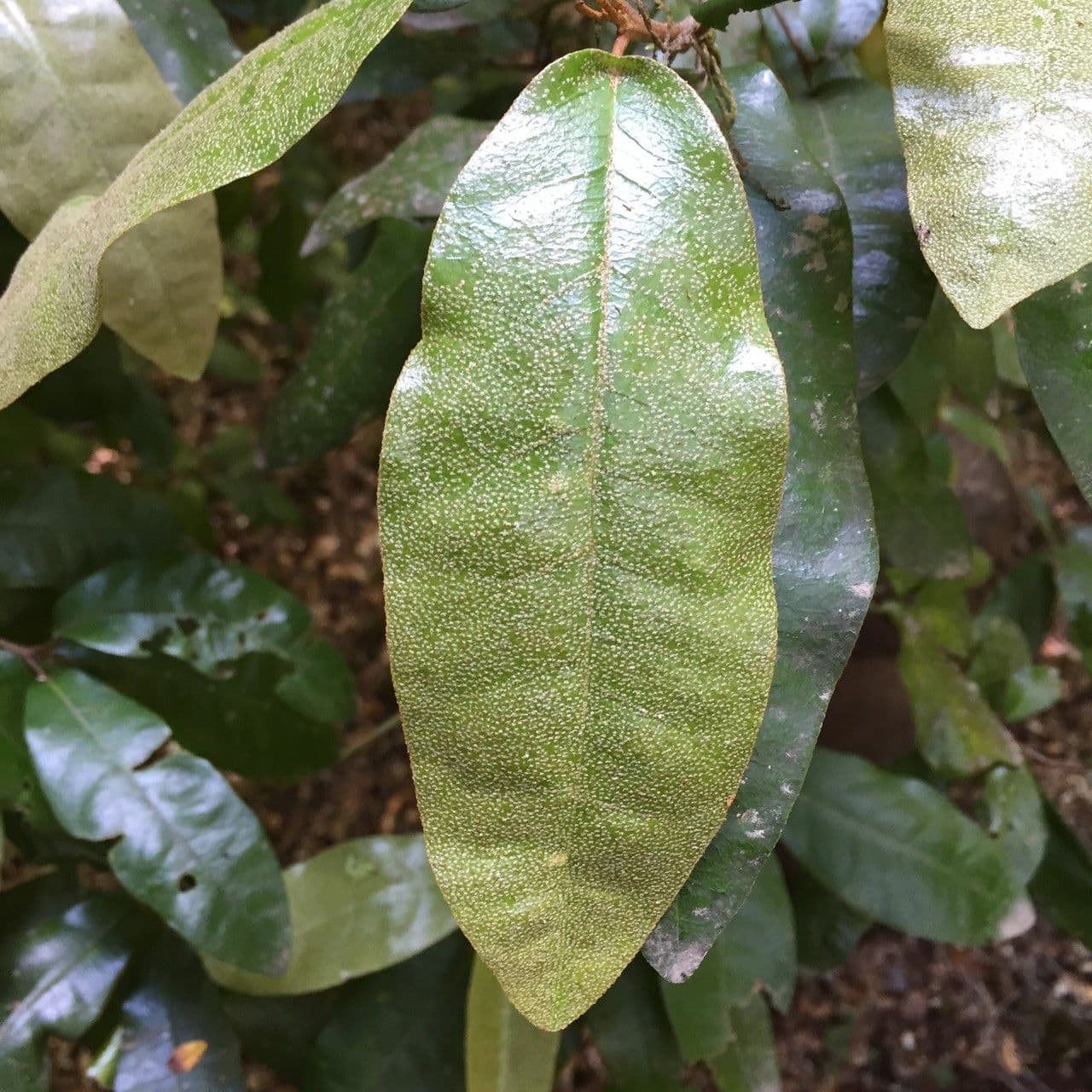 Aextoxicon punctatum 14