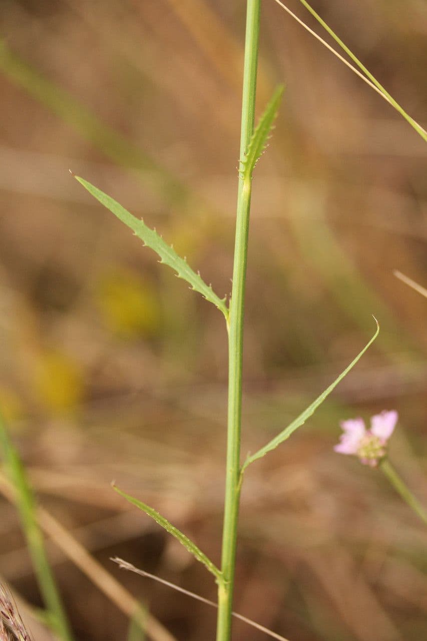 Mantisalca 21