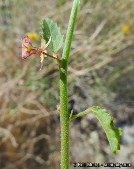 Ayenia compatta 23