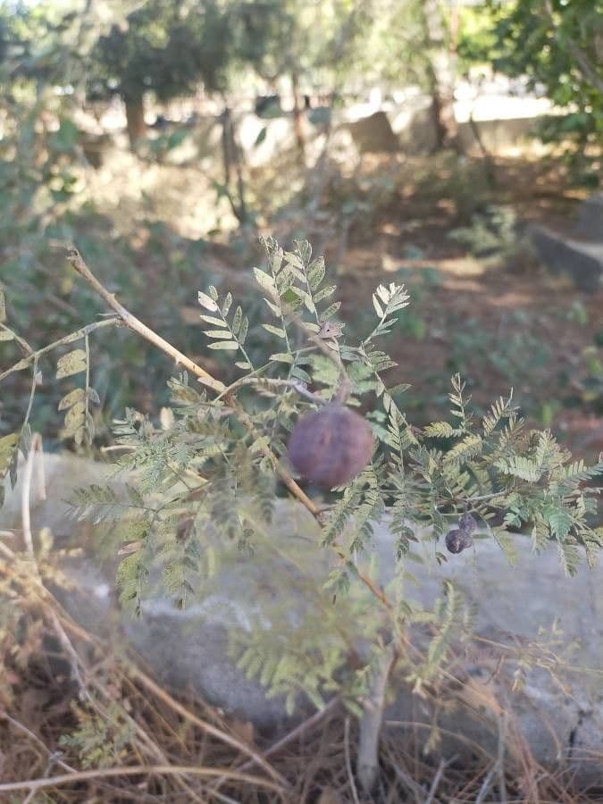 Prosopis 14