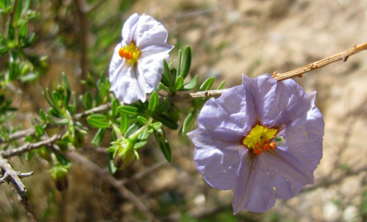 Lycianthes lycioides 3