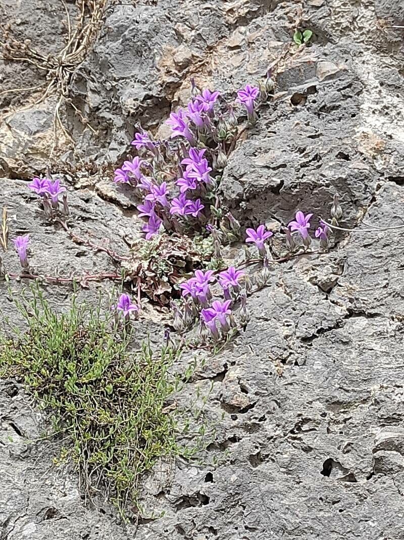 Campanula