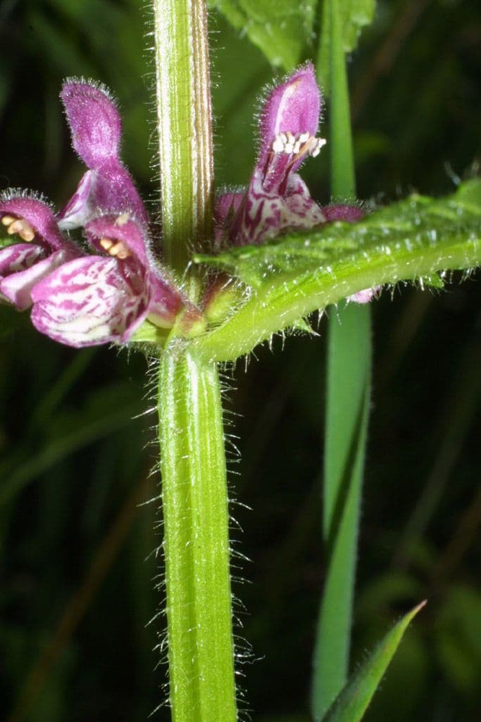 Stachys 6