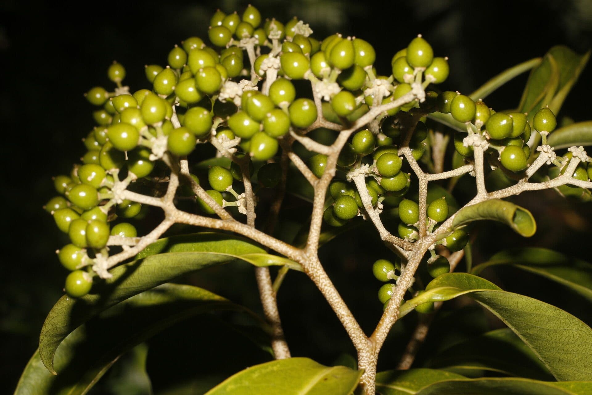 Daphnopsis americana