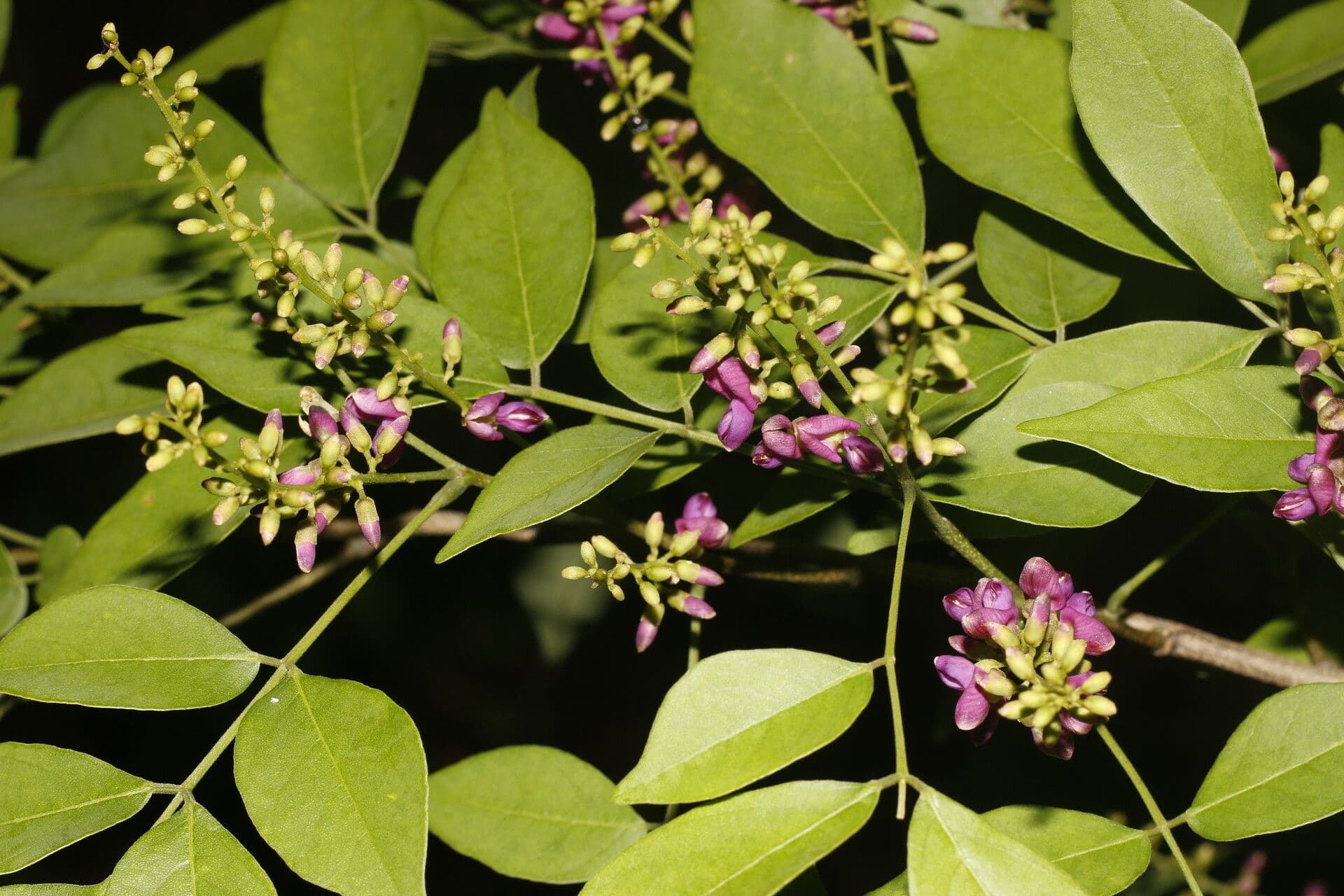Lonchocarpus 5