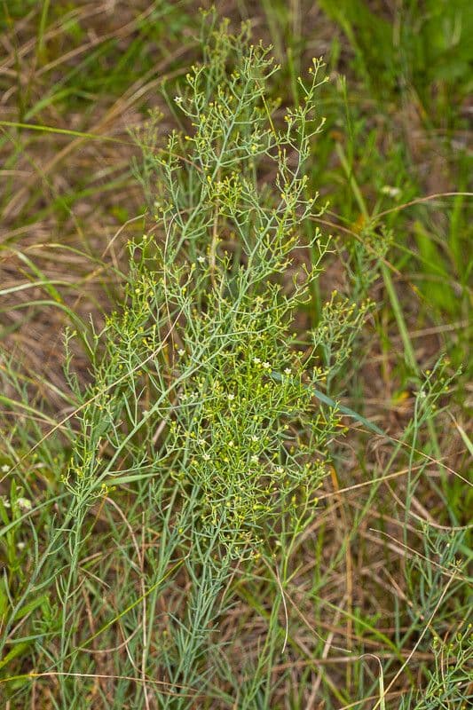 Bastard toadflax 15