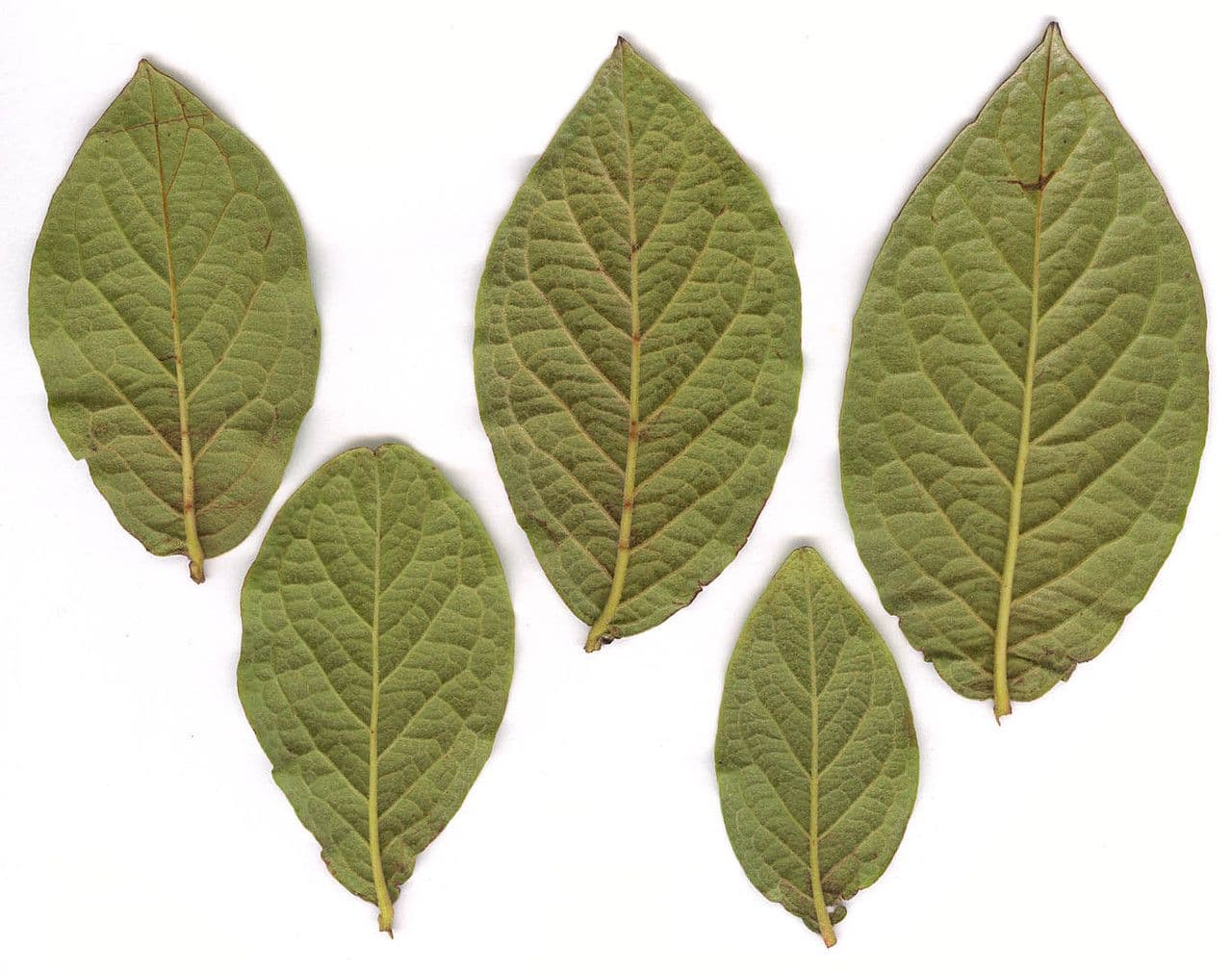 Cotoneaster di Rehder 3