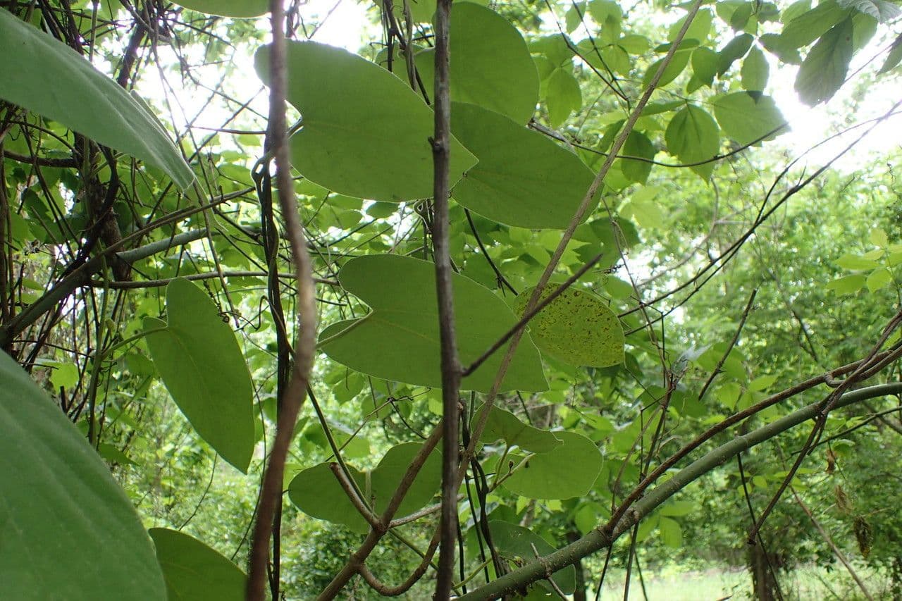 Aristolochia 16
