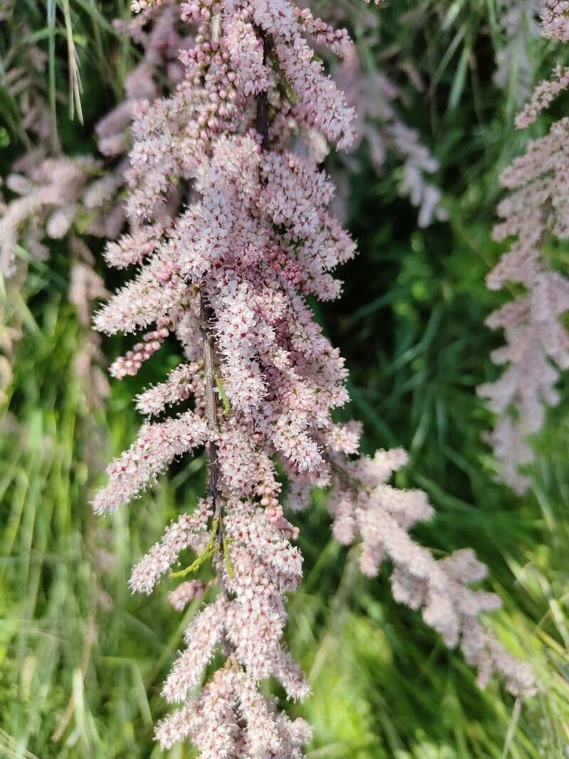 Vierstäbchen-Tamariske 15