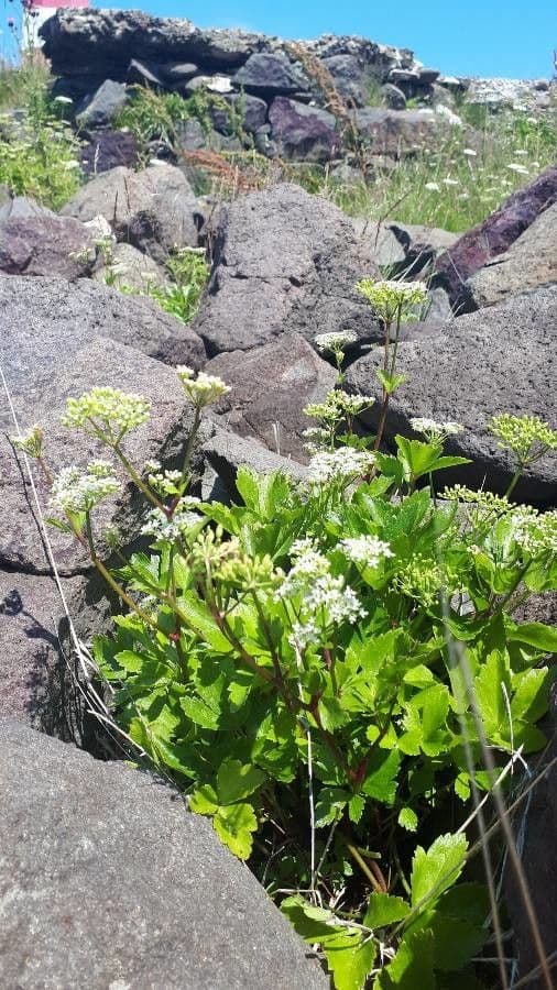 Ligusticum scoticum 8