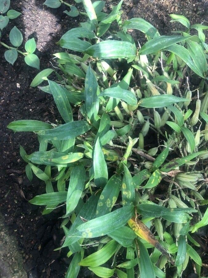 Coelogyne 3