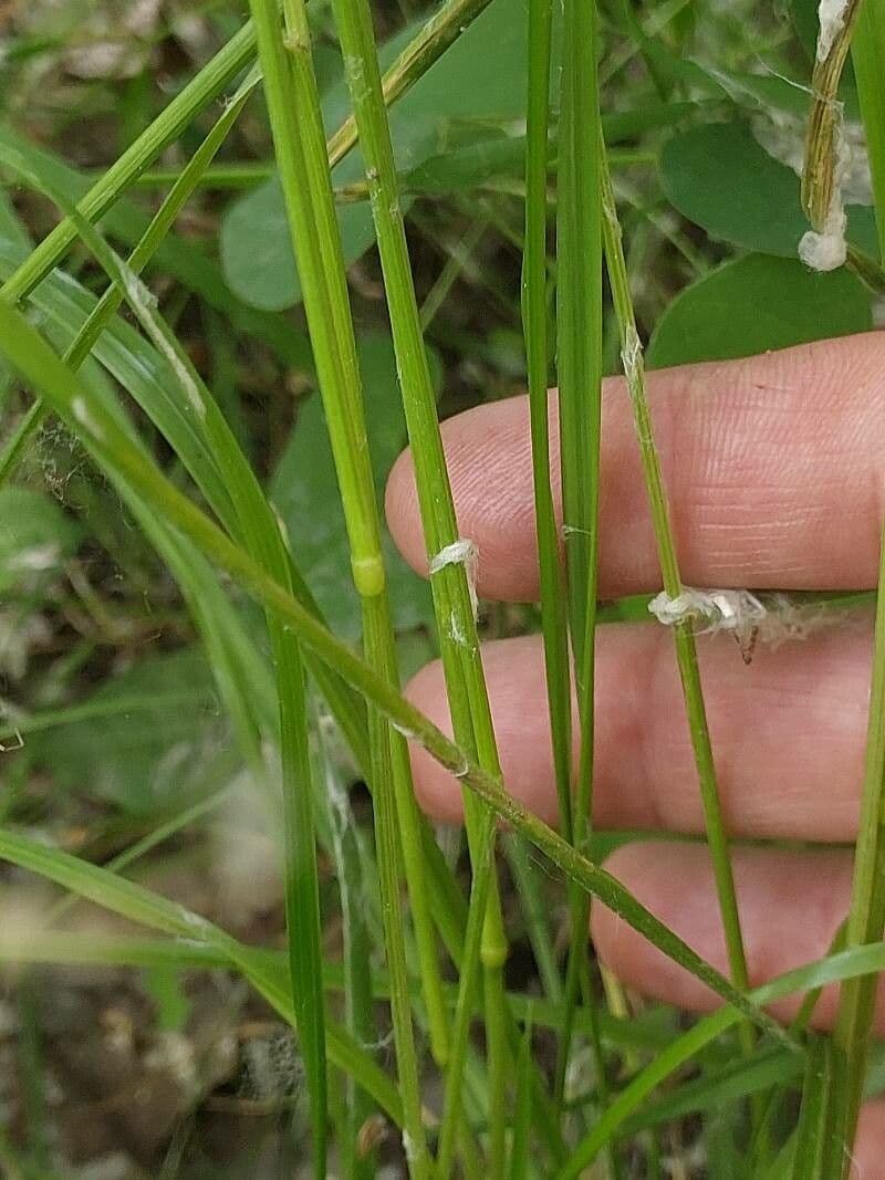 Festuca dei prati 22