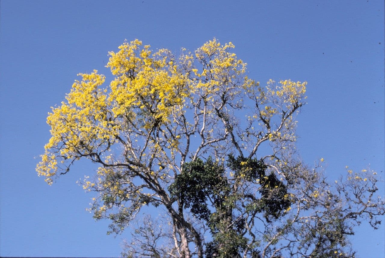 Handroanthus 2