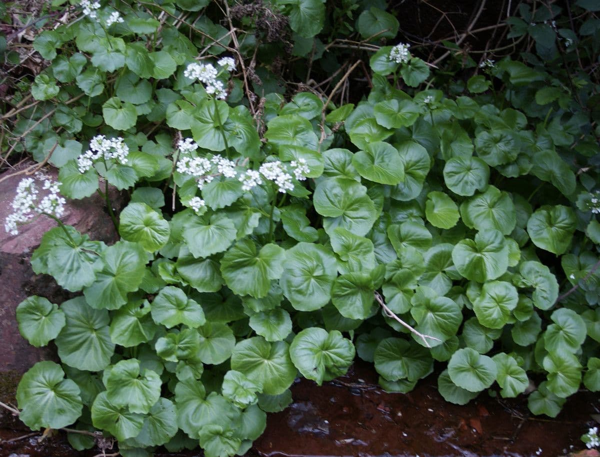 Gadia asarifolia 14