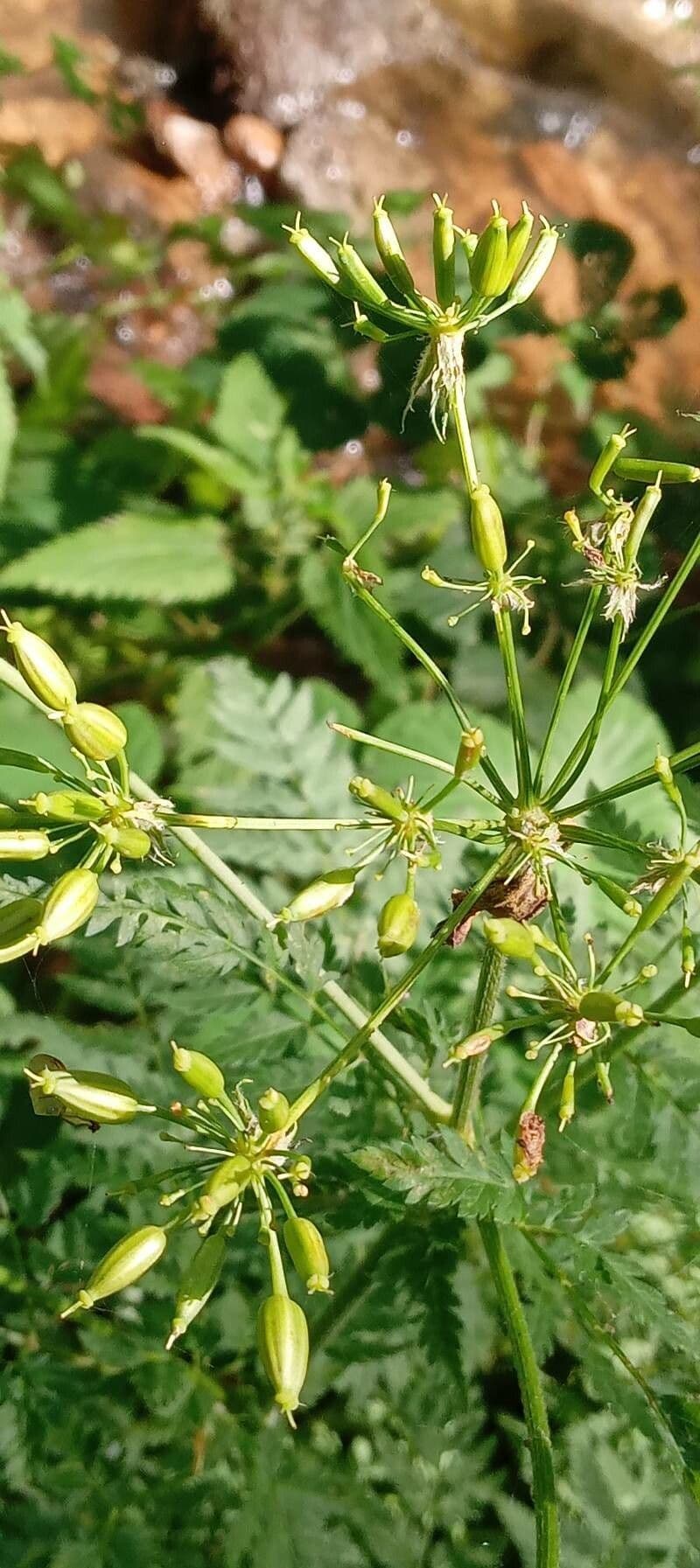 Cerfoglio selvatico 4