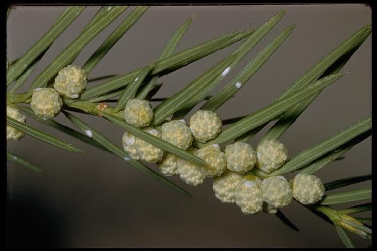 Torreya della California 8