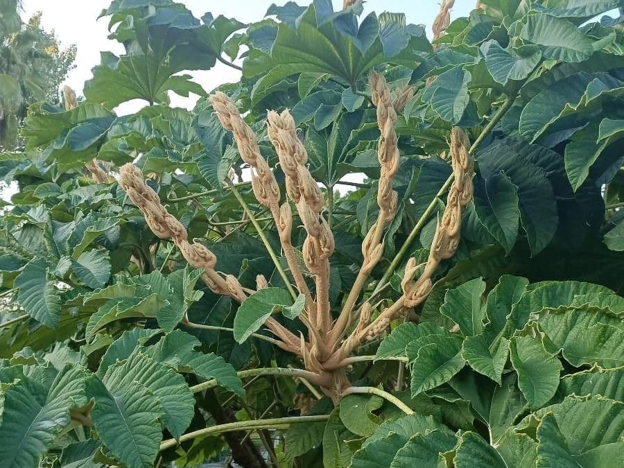 Tetrapanax papyrový