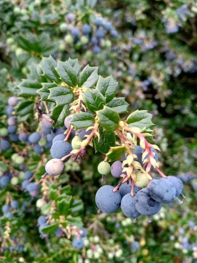 Berberis de Darwin 3