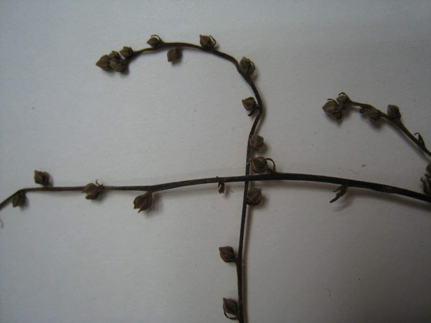 Homalium