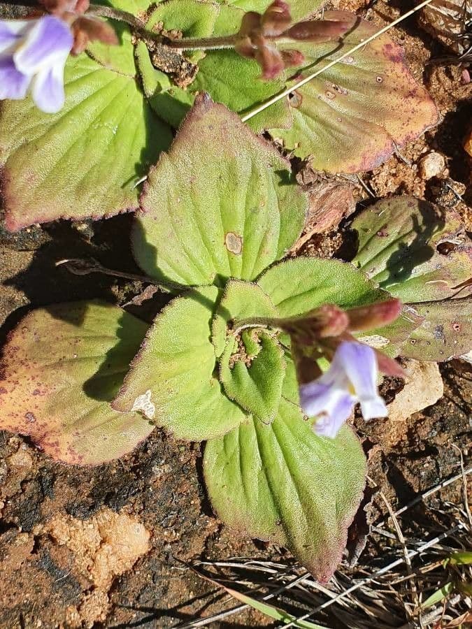 Craterostigma 11