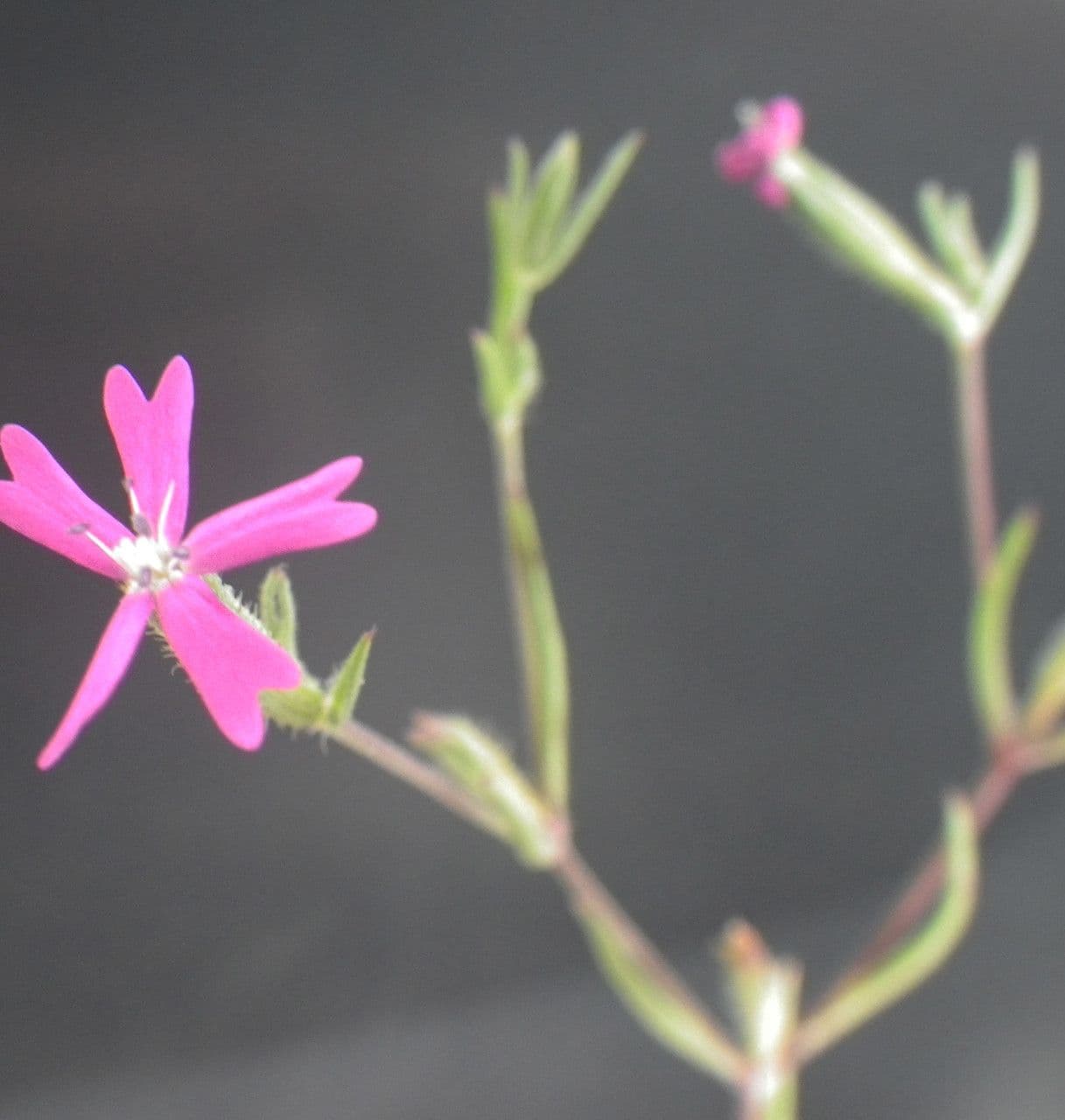 Velezia rigida 6