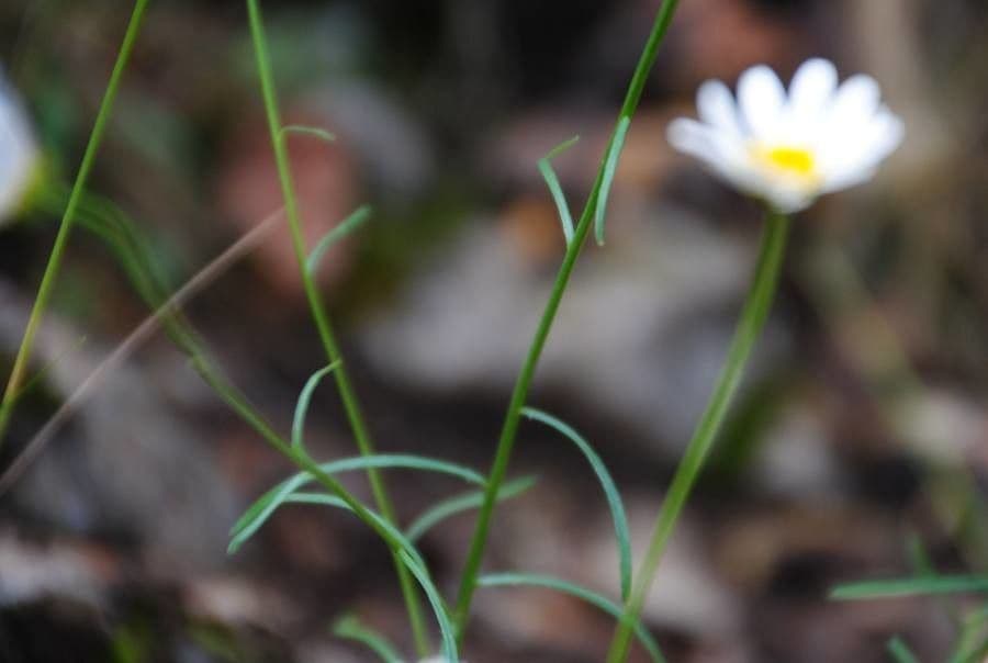 Leucanthemum 12