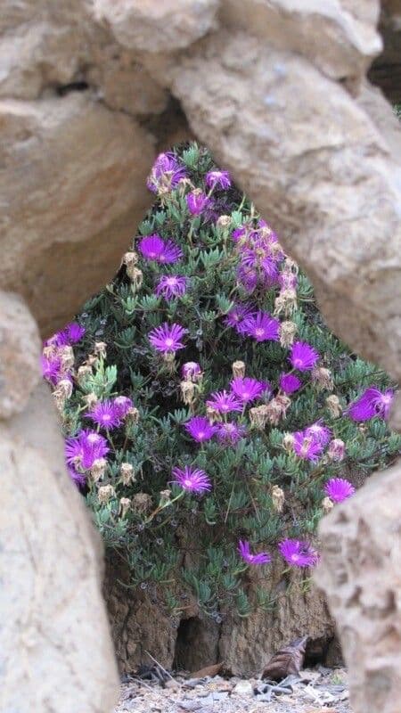 Lampranthus 4