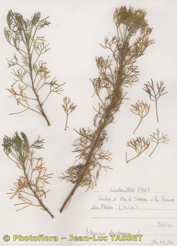 Bylica 22