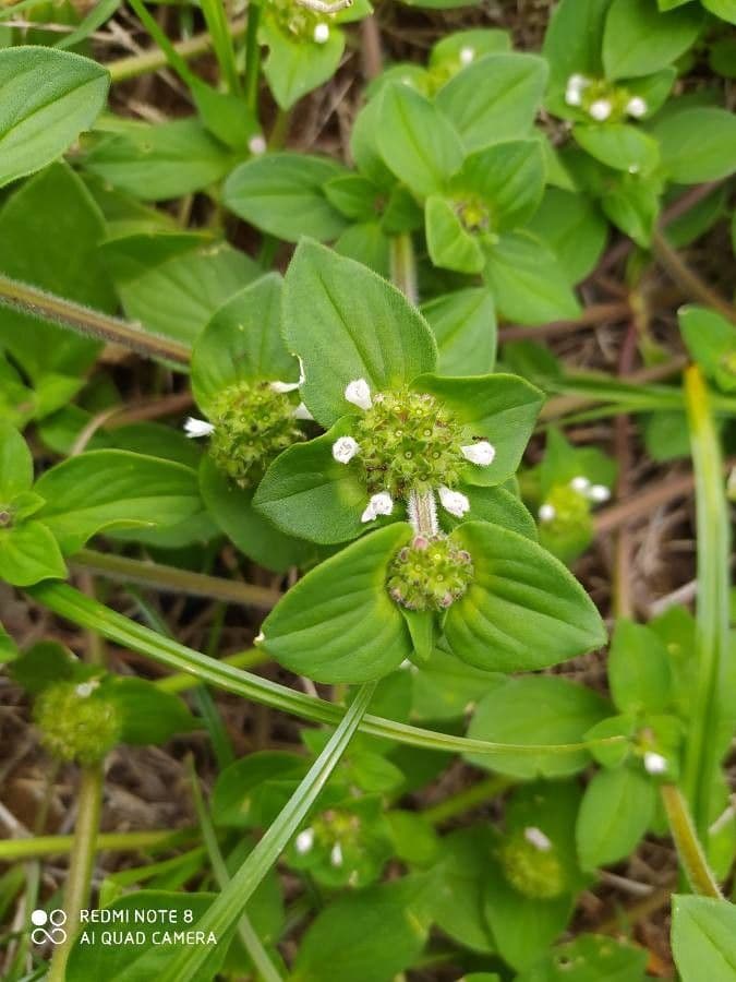 Richardia scabra 18