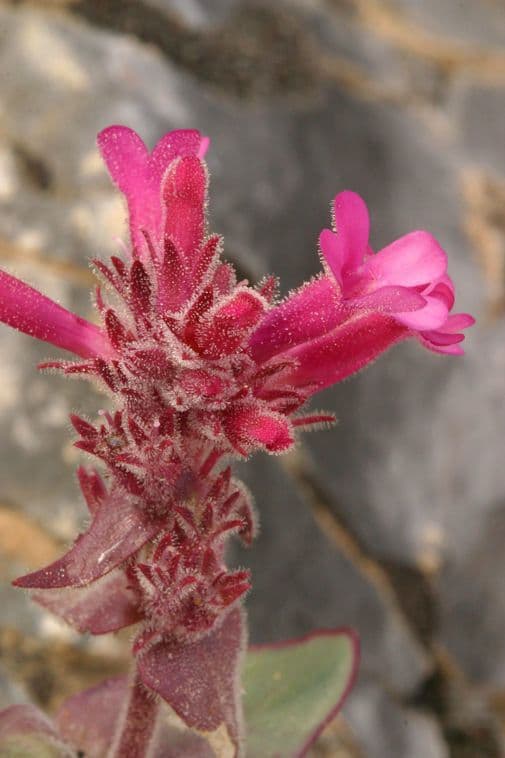 Penstemon 3