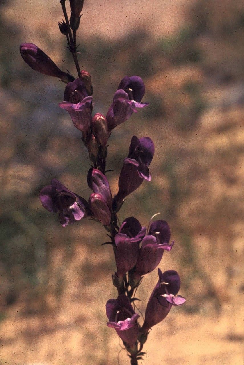 Smoothleaf beardtongue