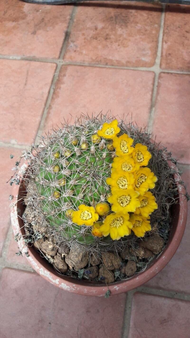 Weingartia 3