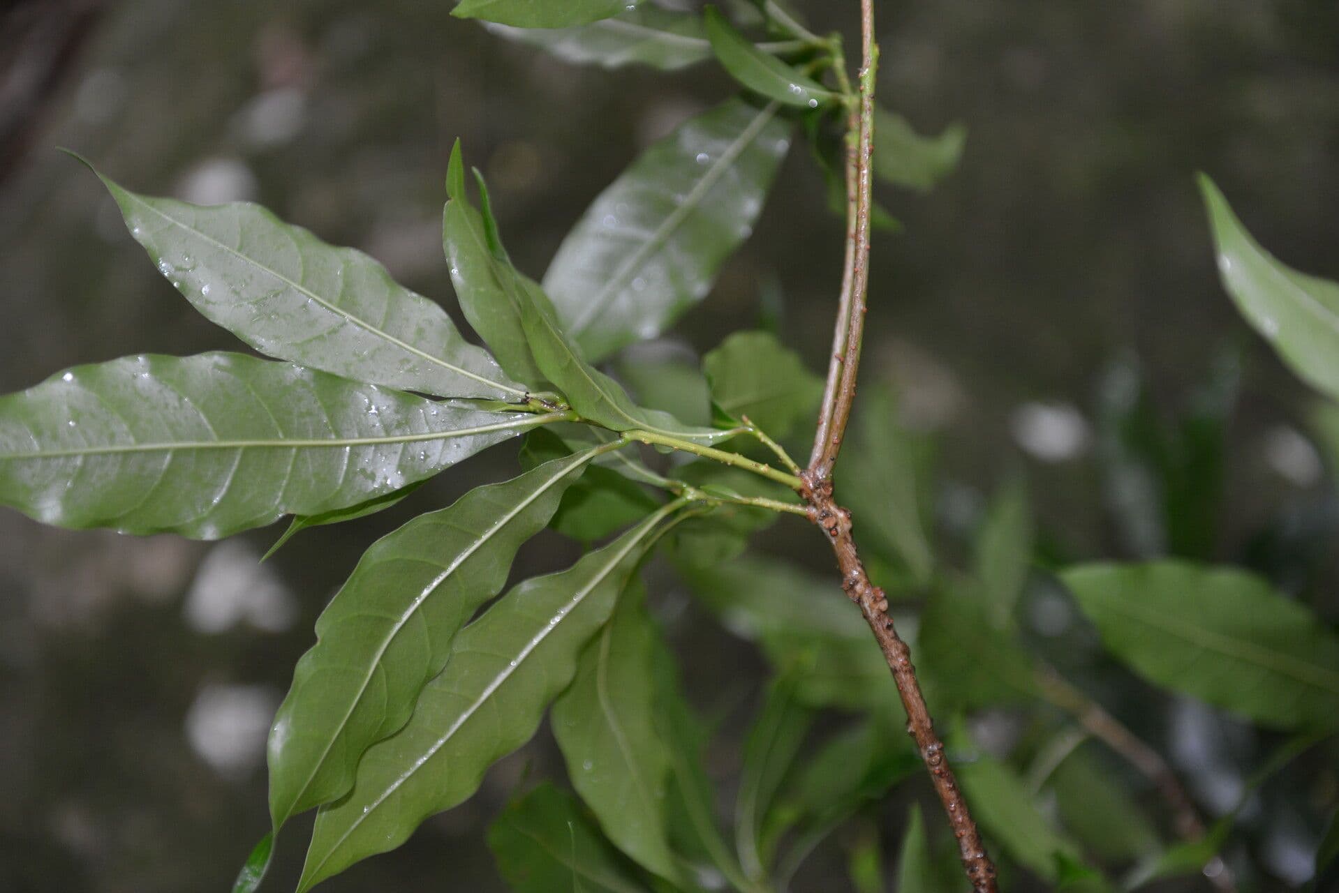 Meliosma 16