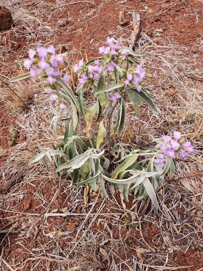 Hypoestes aristata 11