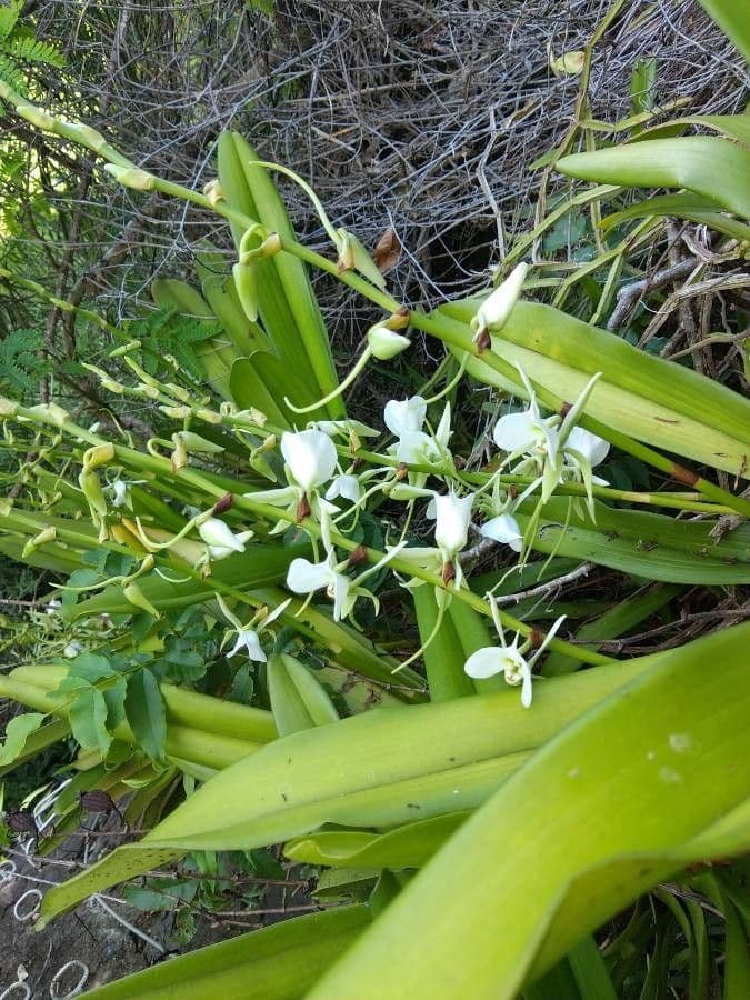 Angraecum eburneum 5