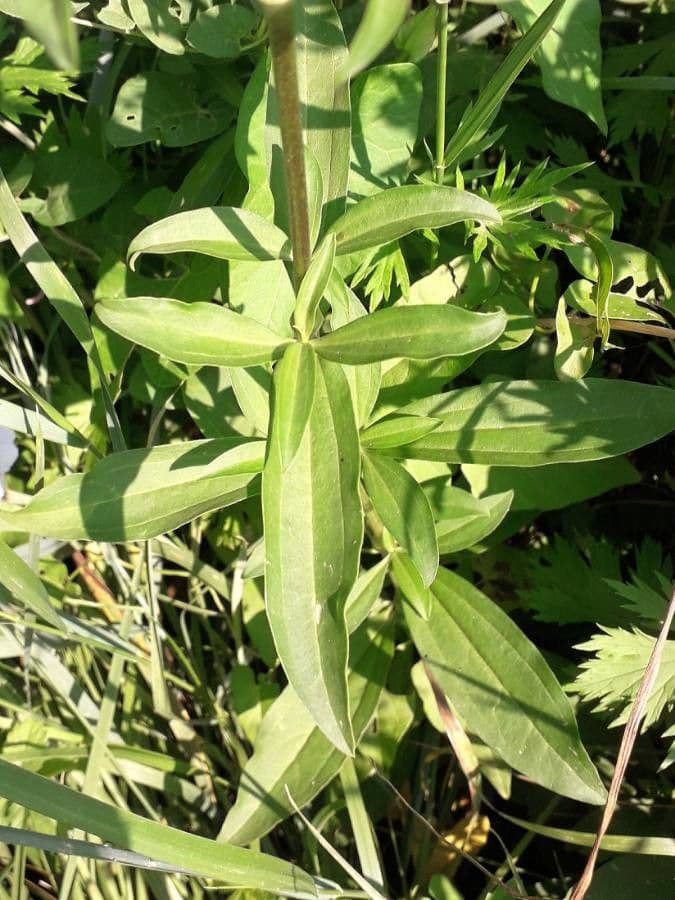 Saponaria comune 19