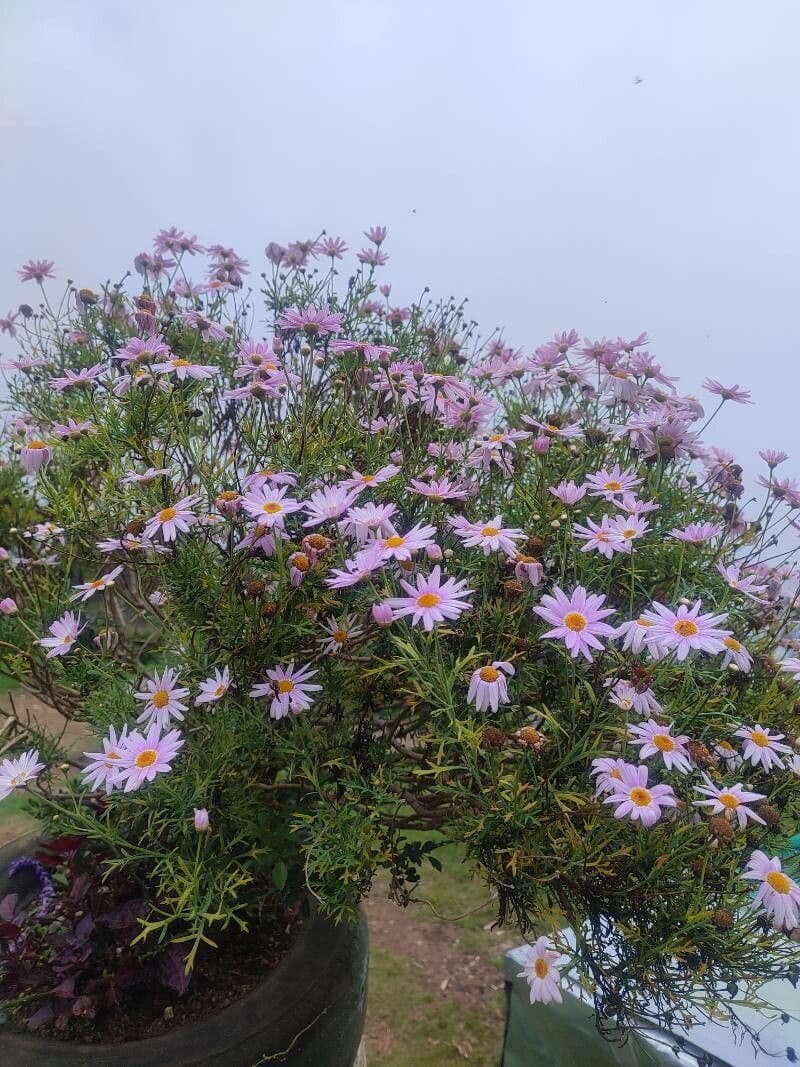 Brachyscome 5