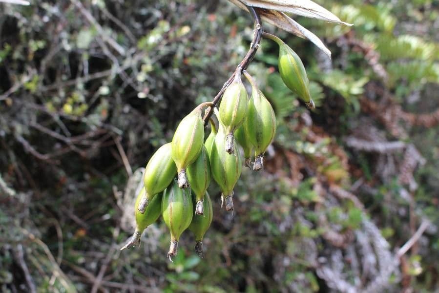 Epidendrum ibaguense 2