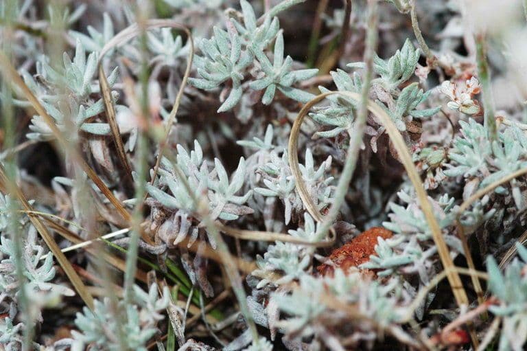 Eriogonum Wrightii 13