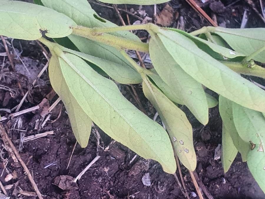 Maerua triphylla 10
