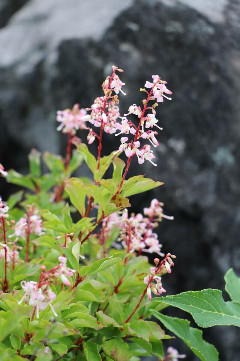 Elliottia
