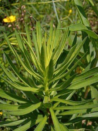 Liatris 8