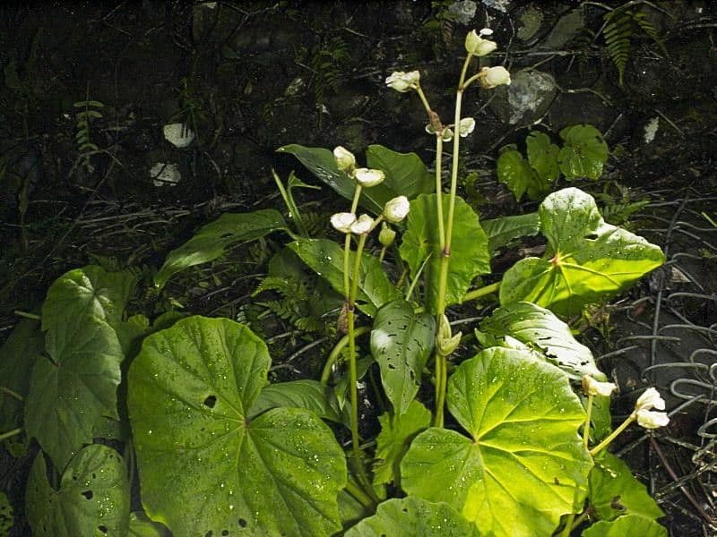 Begonia 8