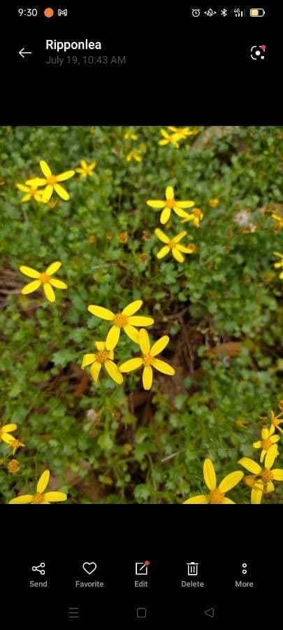 Cineraria 2