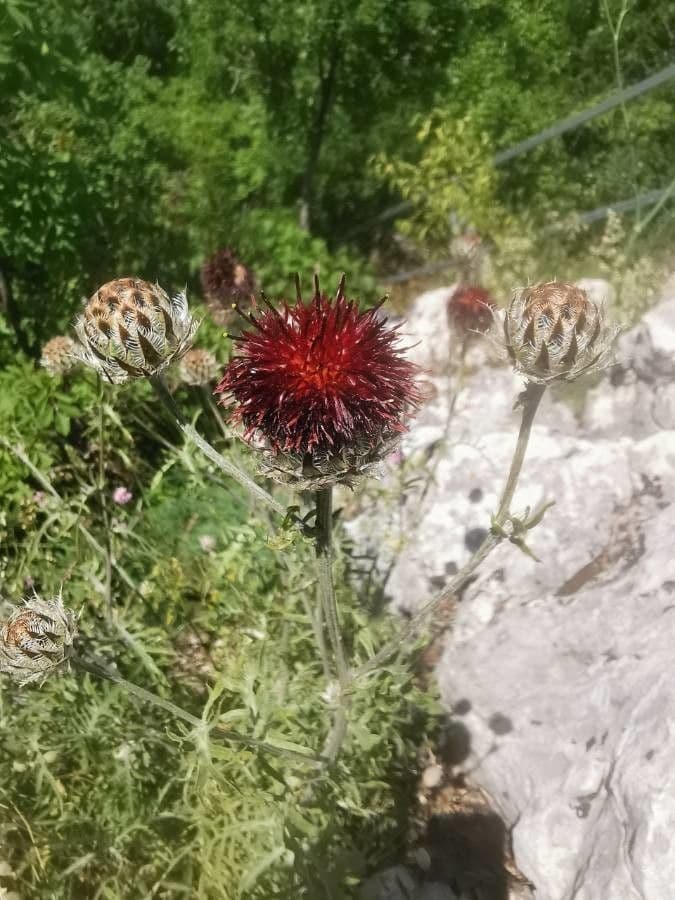 Centaurea 3