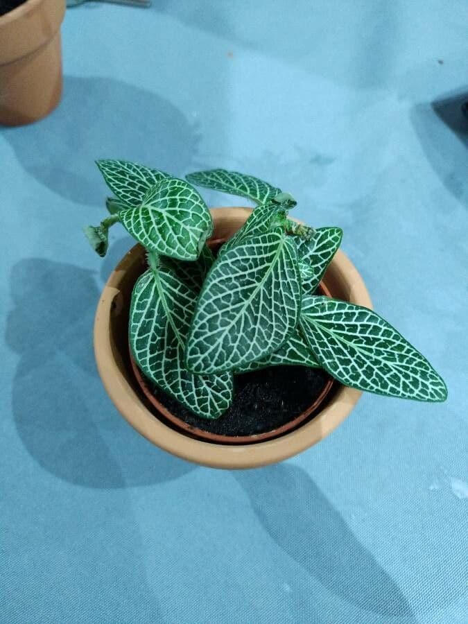 Fittonia 10