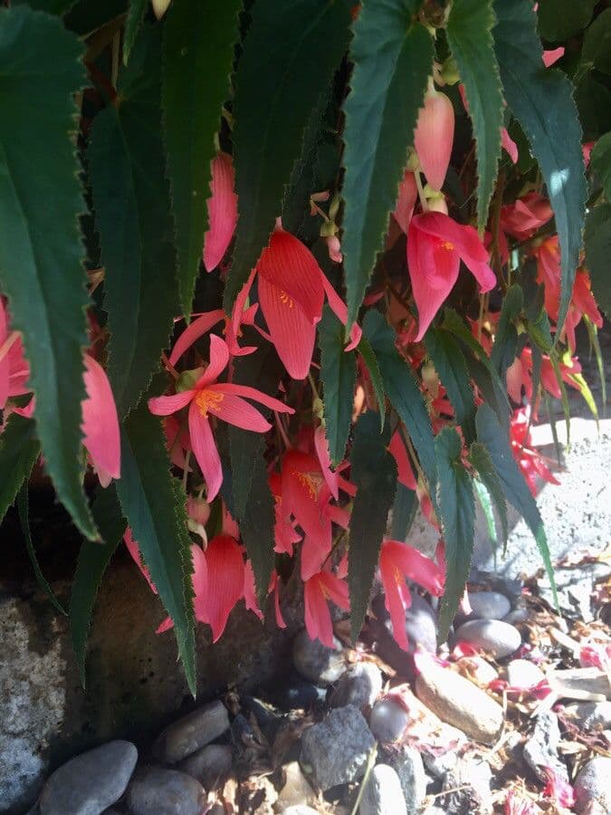 Begonia boliviana 7